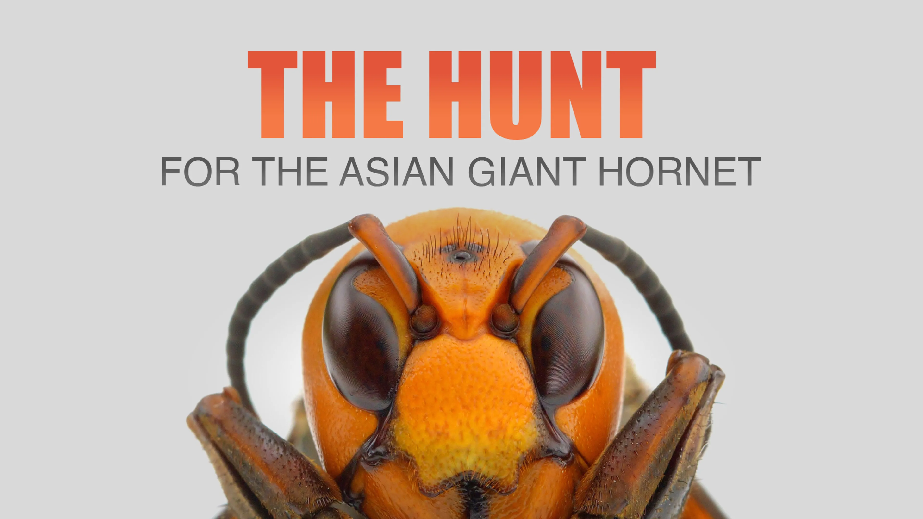 The Hunt for the Asian Giant Hornet poster